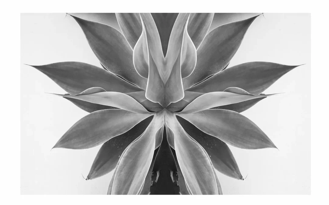Agave gespiegelt